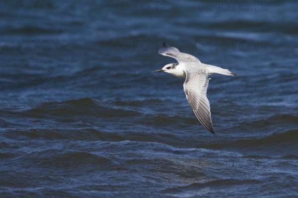 Sandwich Tern (Thalasseus sandvicensis) flying, Schleswig-Holstein, Germany