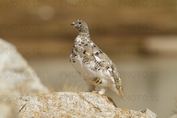 White-tailed Ptarmigan (Lagopus leucura), California, USA