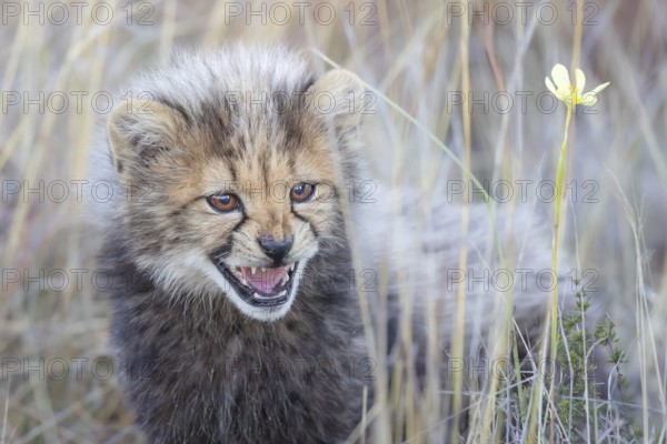 Cheetah (Acinonyx jubatus) hissing cub close-up, Philippolis, South Africa