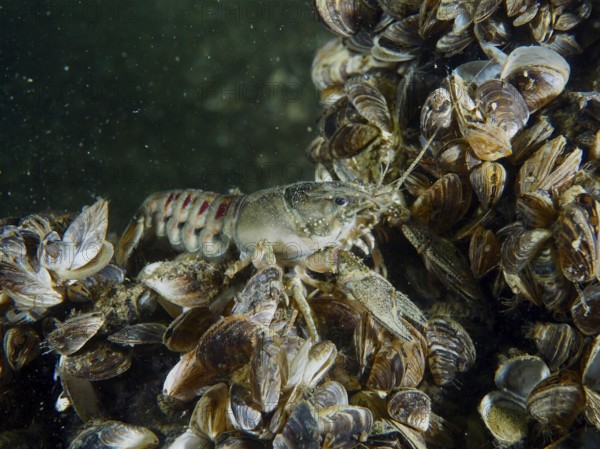 Crayfish (Faxonius limosus), American crayfish, invasive species among many mussels, quagga mussel