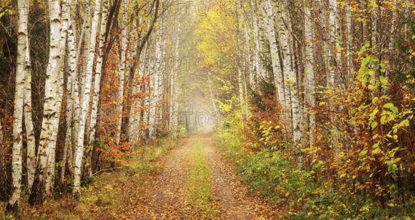 Hiking trail through birch forest in the Harz Mountains, Eckertal, Bad Harzburg, Lower Saxony,