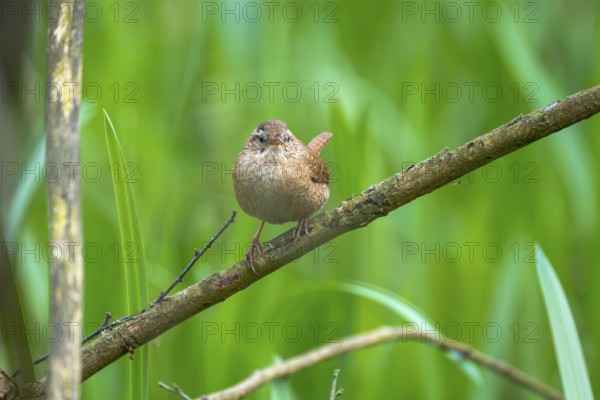 A wren (Troglodytes troglodytes) sitting on a branch, animal photo, bird, bird species, nature