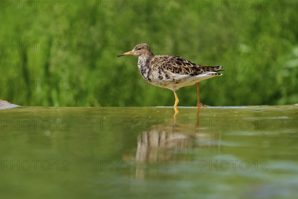 A bird stands in the water with its reflection visible, surrounded by green background, ruff