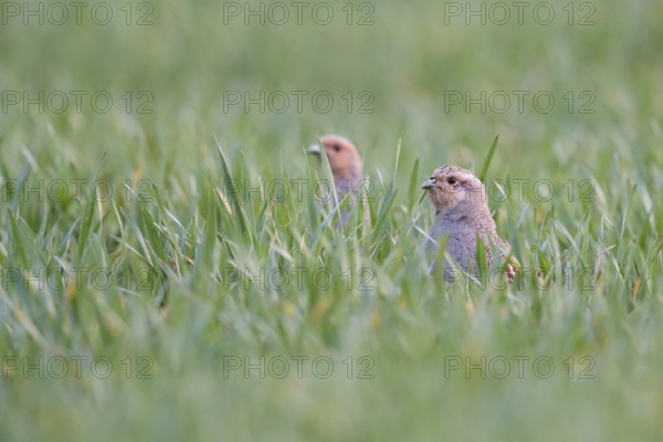 Grey Partridge (Perdix perdix) perched in field, North Rhine-Westphalia, Germany