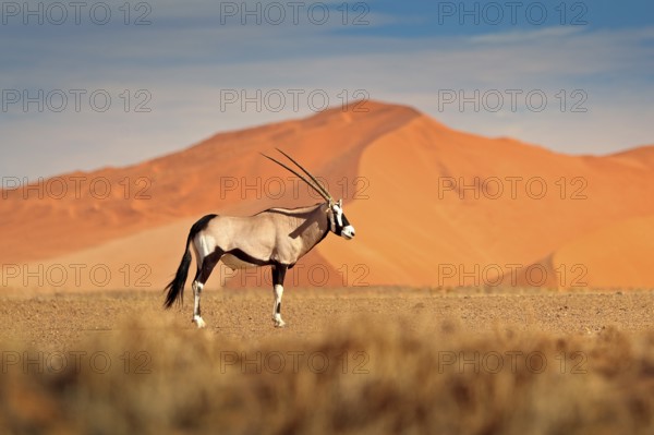 Gemsbok with orange sand dune evening sunset. Gemsbuck, Oryx gazella, large antelope in nature