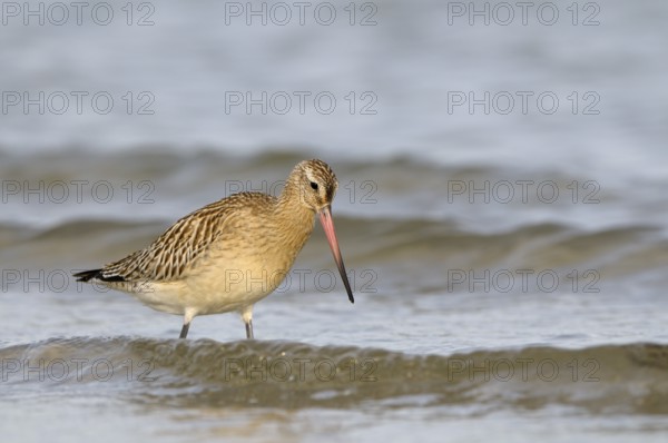 Pfuhlschnepfe (Limosa lapponica), Bar-tailed Godwit, Altvogel im Schlichtkleid, am Strand der
