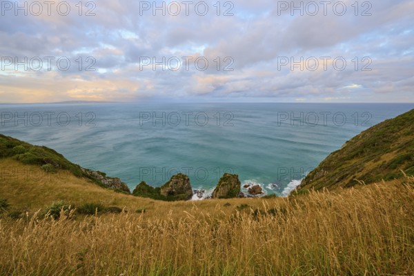 Grassy cliffs with tall grass rising above the sea under calm skies, summer, Nugget Point