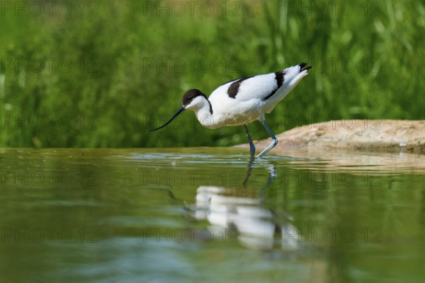 Avocet standing in shallow water, surrounded by green background with reflection in the water,