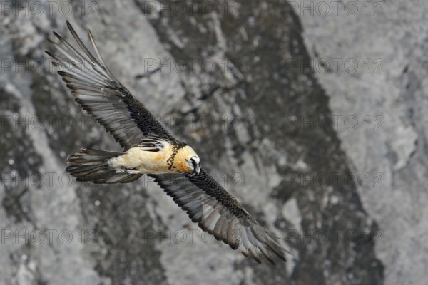 Majestic... Bearded vulture (Gypaetus barbatus) in front of a rock face in the Valais in the Swiss