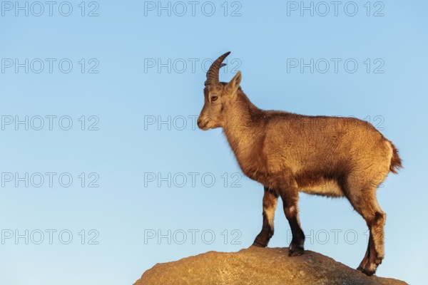 A female ibex (Capra ibex) stands on a rock in the warm evening light. A blue sky can be seen in