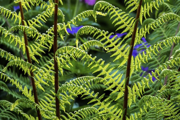 Forest fern (Athyrium filix-femina), also known as common fern, backlight, Oberstdorf, Oberallgäu,