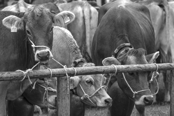 Tethered cows waiting for their owner after the cattle drive, Bad Hindelang, Allgäu, Bavaria,