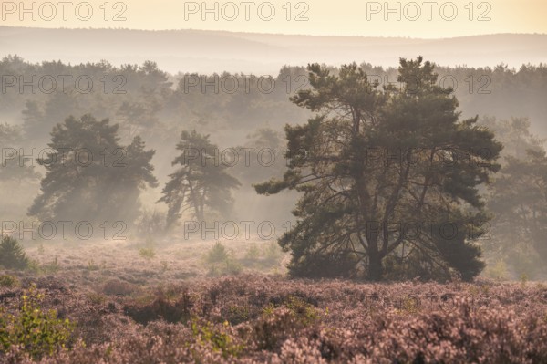 The blooming Mehlinger Heide in the morning with mist. Pine trees. Mehlinger Heide nature reserve,