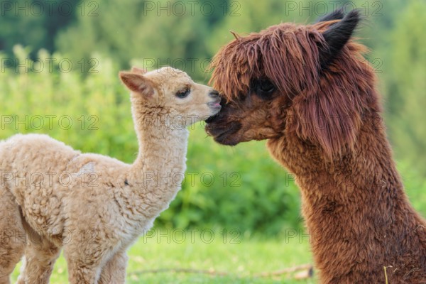 A freshly born white alpaca (Vicugna pacos) stands in front of its brown mother and sniffer on her