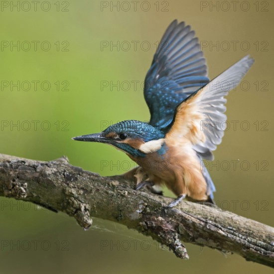 Impatiently begging... Kingfisher (Alcedo atthis), just fledged young bird begs insistently for