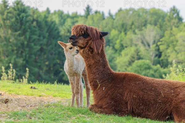 A freshly born white alpaca (Vicugna pacos) stands in front of its brown mother and sniffer on her