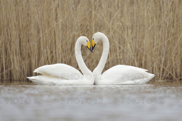 Symbol of love... Whooper swan (Cygnus cygnus), classic image of a swan's heart, whooper swans