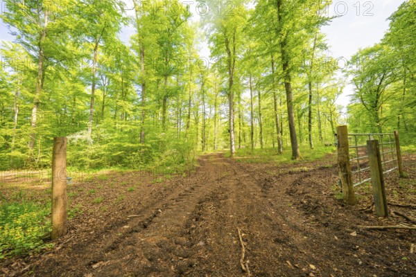 A muddy forest path leads through a green, peaceful forest in daylight, forest pasture project,