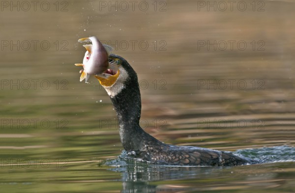 Great Cormorant (Phalacrocorax carbo) with Eurasian perch (Perca fluviatilis) prey in beak,