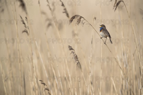 Bluethroat (Luscinia svecica cyanecula) male singing in reed, Mecklenburg-Western Pomerania,