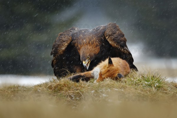Golden Eagle feeding on kill Red Fox in the forest during rain and snowfall. Bird behaviour in the