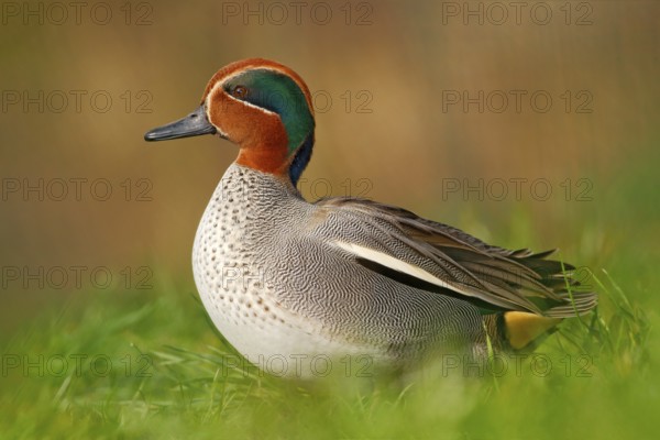 Camnon Teal, Anas crecca, nice duck with rusty head, in green grass. Spring bird near the water.