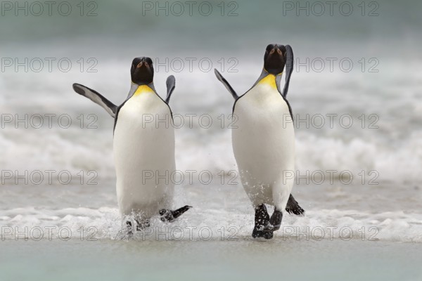 Wild bird in the water. Big King penguin jumps out of the blue water after swimming through the