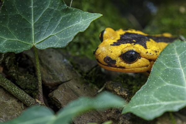 Fire Salamander (Salamandra salamandra bernardezi), endemic subspecies of a few points in north