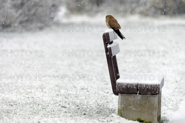 Kestrel (Falco tinnunculus), female using a park bench as a lookout during heavy snowfall, North