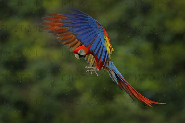 Wildlife scene from tropic nature. Red bird in the forest. Parrot flight. Red parrot in rain. Macaw