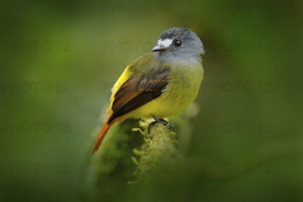 Myiotriccus ornatus, Ornate flycatcher, yellow grey bird from Sumaco in Ecuador. Flycatcher sitting