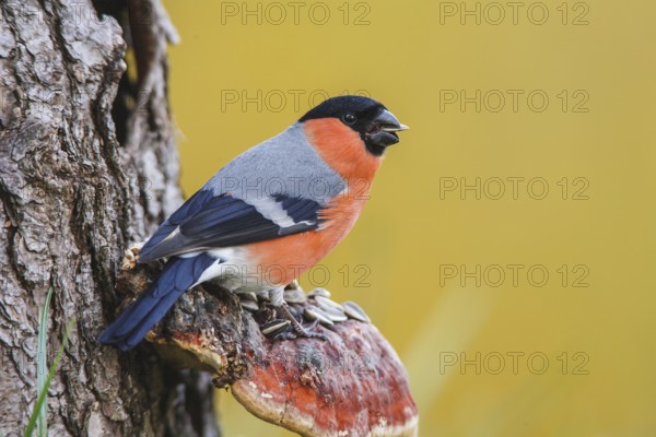 Eurasian Bullfinch (Pyrrhula pyrrhula) male, Bavaria, Germany
