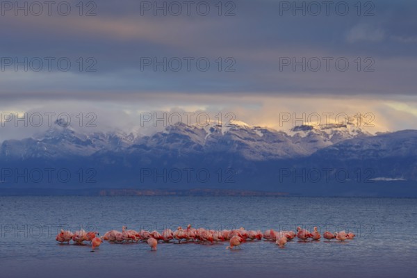 Hilean flamingos, Phoenicopterus chilensis, nice pink big birds with long necks, dancing in water,