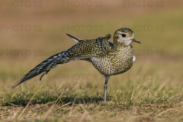 European Golden Plover (Pluvialis apricaria) stretching wing, Schleswig-Holstein, Germany