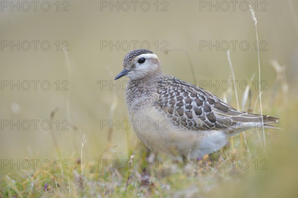 Eurasian Dotterel (Charadrius morinellus) juvenile, Abruzzo, Italy