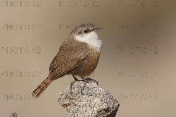 Canyon Wren (Catherpes mexicanus) male, California, USA