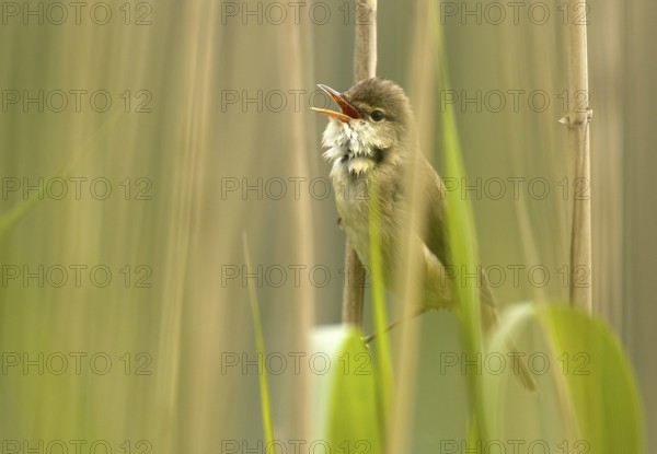 Eurasian Reed Warbler (Acrocephalus scirpaceus) singing, Mecklenburg-Western Pomerania, Germany