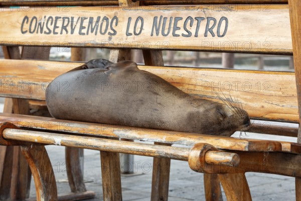 Sea lions (Zalophus wollebaeki), San Cristobal, Galapagos, Ecuador