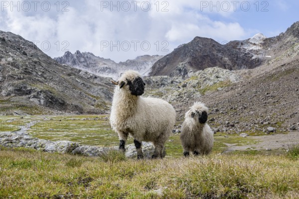 Two Valais Blacknose sheep (Ovis gmelini aries), high alpine mountain valley, Obere Senner Egete,
