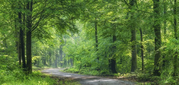 Forest path winds through natural deciduous forest in the morning light in spring, Freyburg,