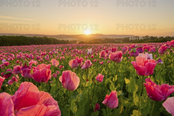 Opium poppy (Papaver somniferum), at sunrise, summer, Germerode, Geo nature park Park