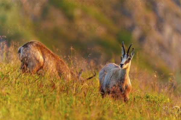 A chamois looks into the camera on a grassy hill under evening light, chamois, chamois, (Rupicapra