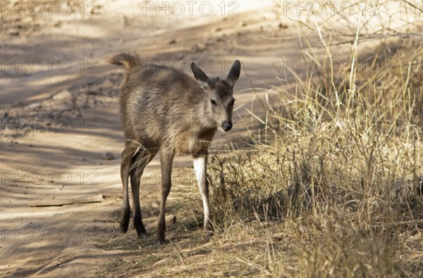 Sambar or sambar deer or horse deer (Cervus unicolor or Rusa unicolor) on a sandy track in