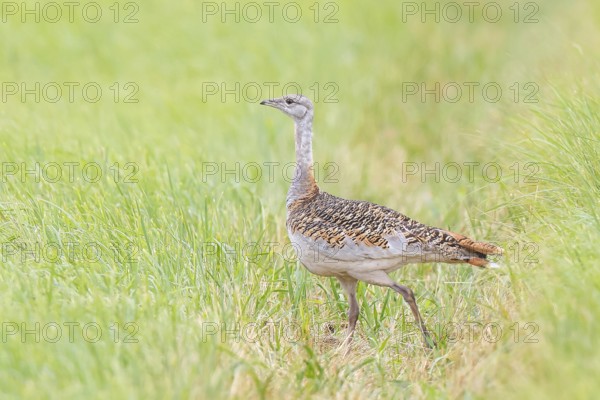 Great Bustard (Otis tarda), standing in a meadow, steppe bird, extremely rare bird species,