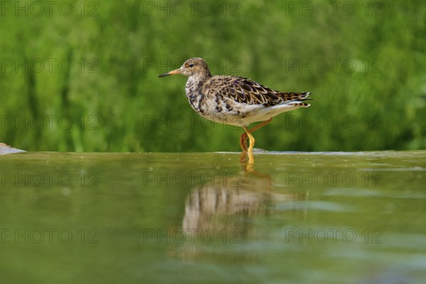 A bird standing in the water, showing its reflection and a green background, ruff (Calidris