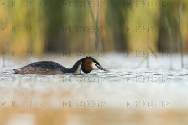 Great Crested Grebe (Podiceps Scalloped ribbonfish), adult, adult bird in spring, in breeding