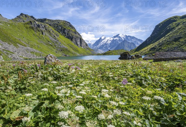 Sea of flowers at a mountain lake with view of mountain peaks, Lac du Louvie with summit Grand