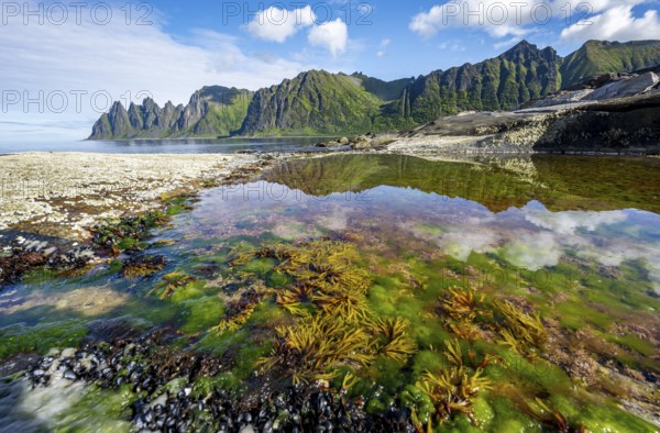Green algae and plants in a tidal pool with reflection, rocky coast of Tungeneset, Devil's Teeth,