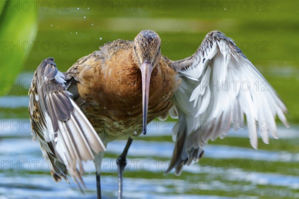 Lapwing rises from the water, spreads its wings, dynamic movement, black-tailed godwit (Limosa
