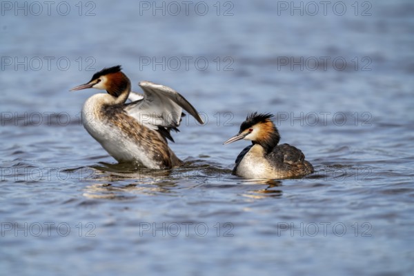 Great Crested Grebe (Podiceps Scalloped ribbonfish), pair with chicks on their backs, Vulkaneifel,